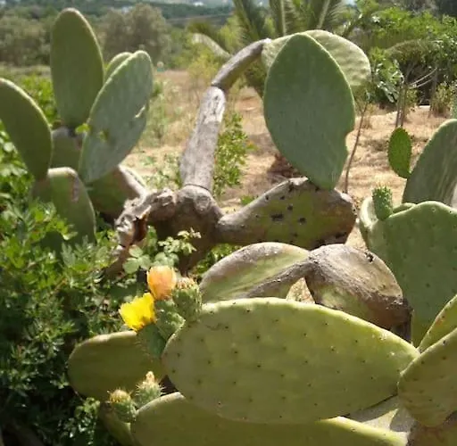 Trullo Dell'upupa Hébergement de vacances *